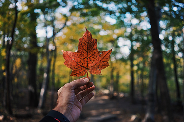 All your data is hosted in Canada