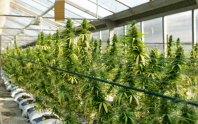 Licensed Producers