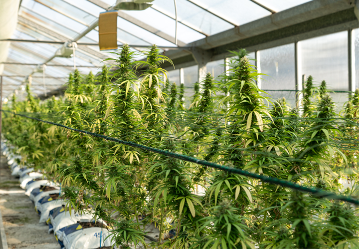 Licensed Producers